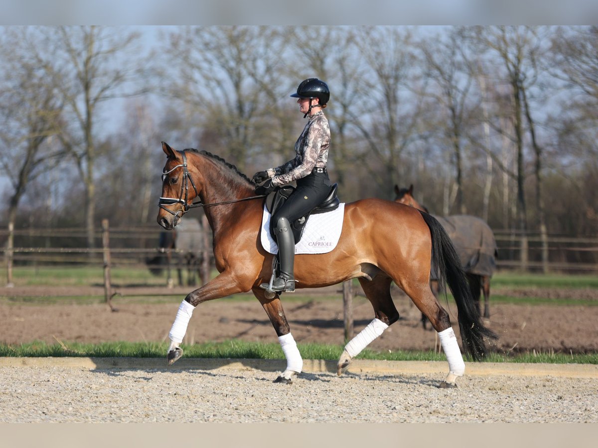 KWPN Caballo castrado 9 años 167 cm Castaño in Haaksbergen