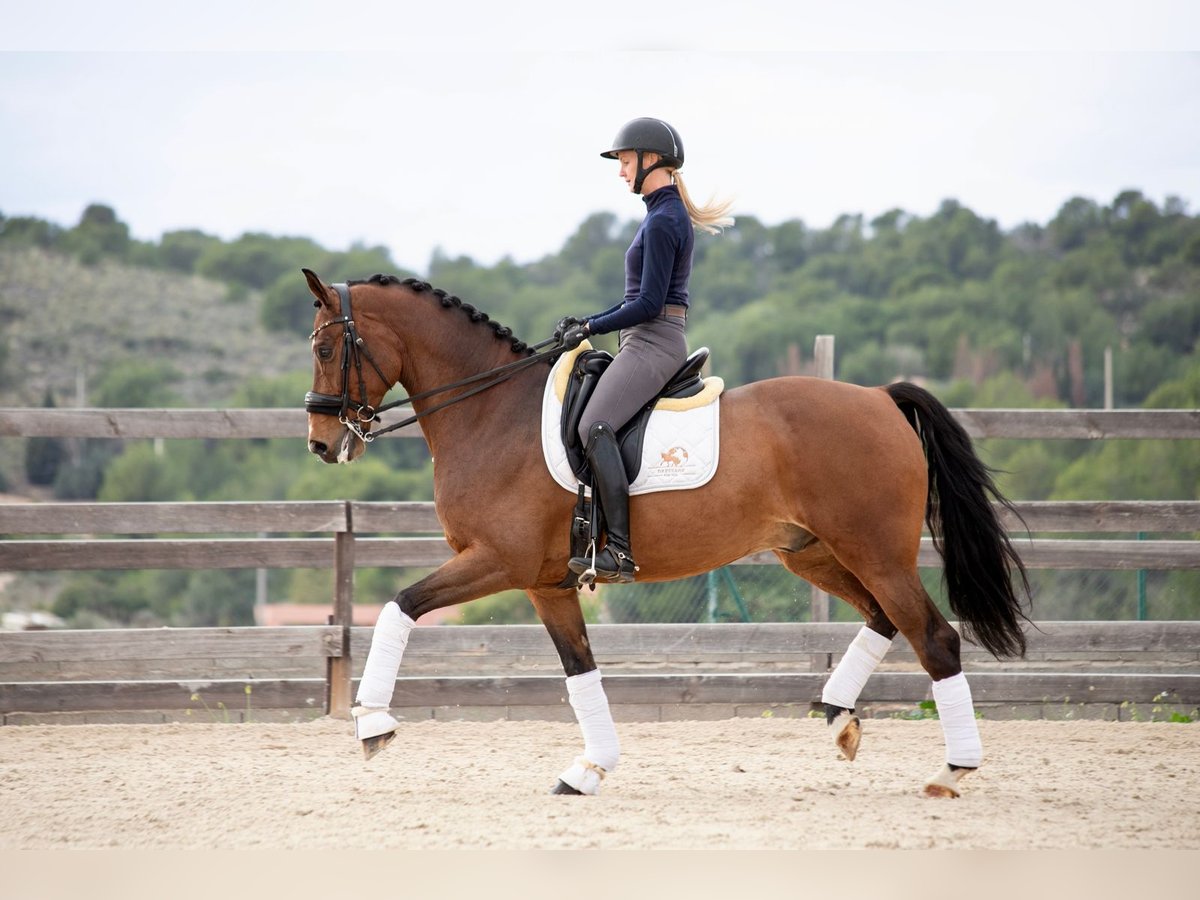 KWPN Caballo castrado 9 años 167 cm Castaño in Valencia