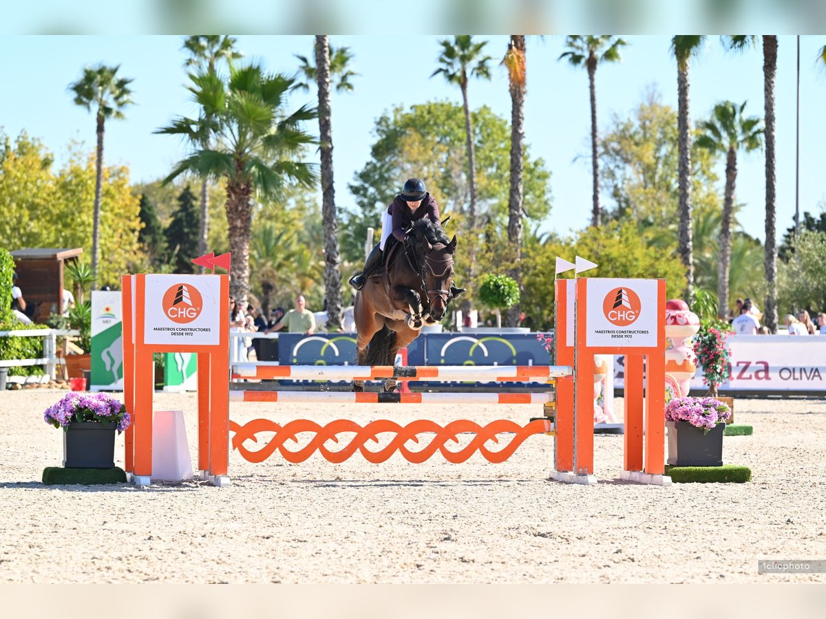 KWPN Caballo castrado 9 años 167 cm Castaño oscuro in Feldkirch