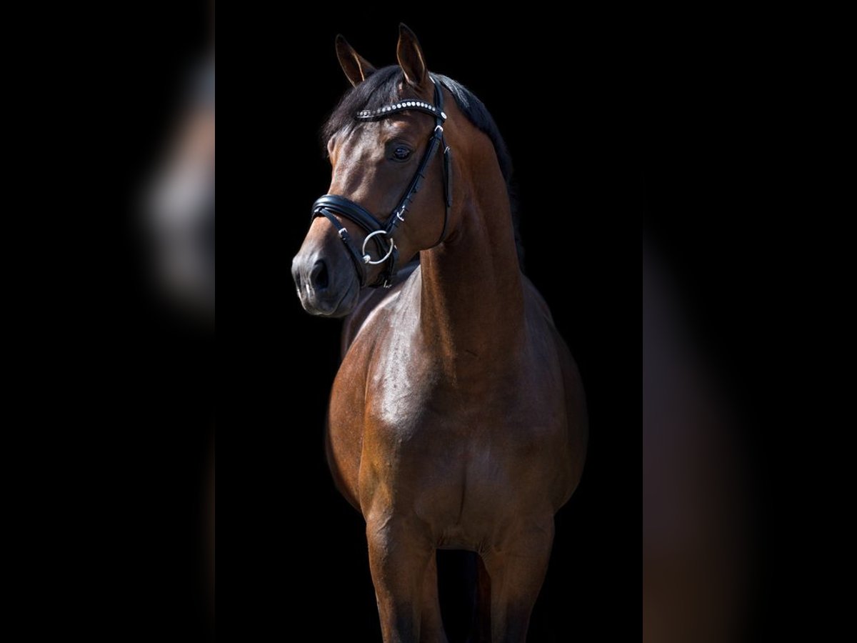 KWPN Caballo castrado 9 años 167 cm Castaño rojizo in Pilisjászfalu