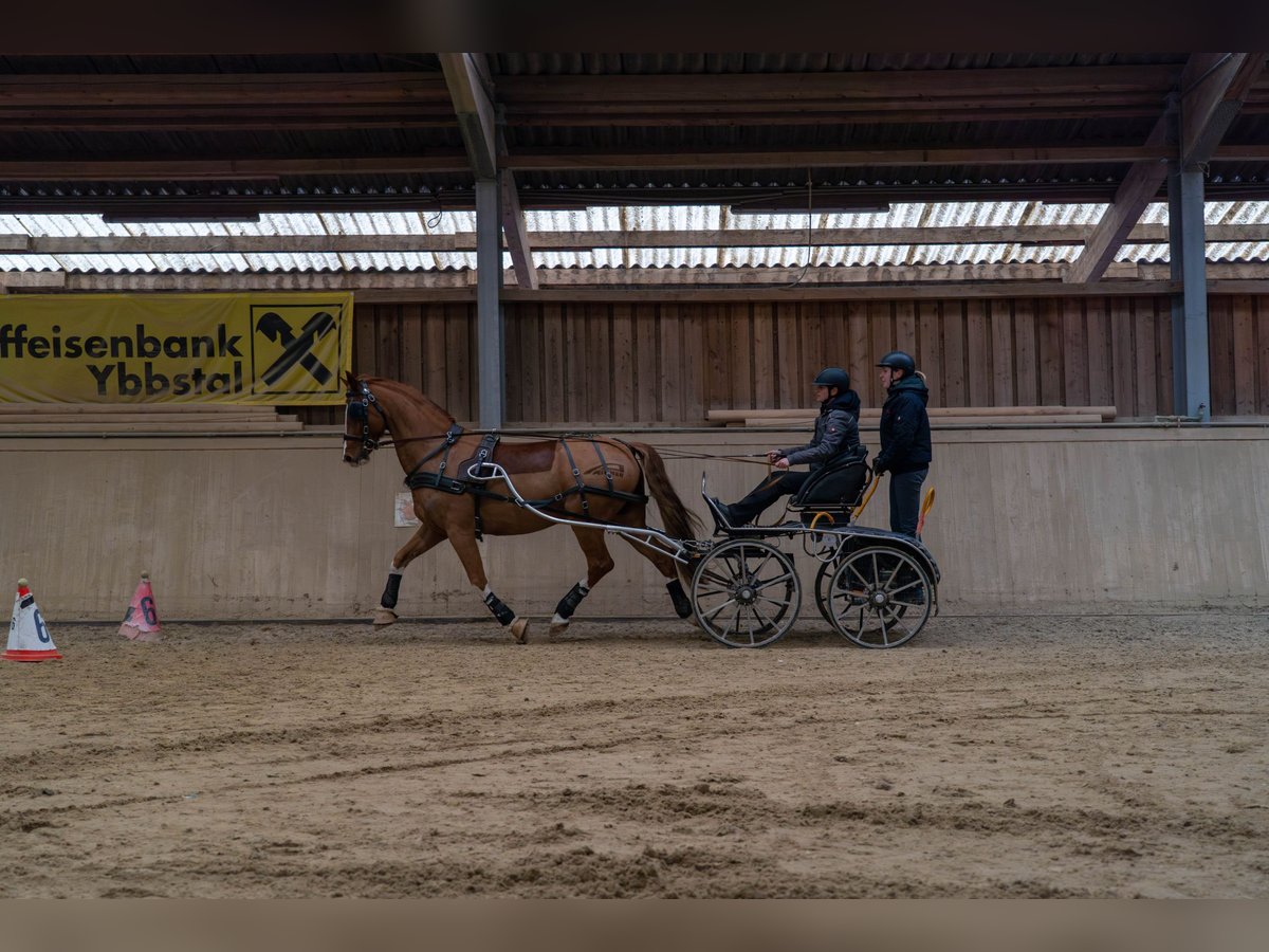 KWPN Caballo castrado 9 años 168 cm Alazán in Amstetten