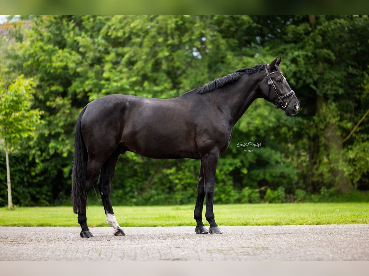 KWPN Caballo castrado 9 años 168 cm Morcillo in Putten