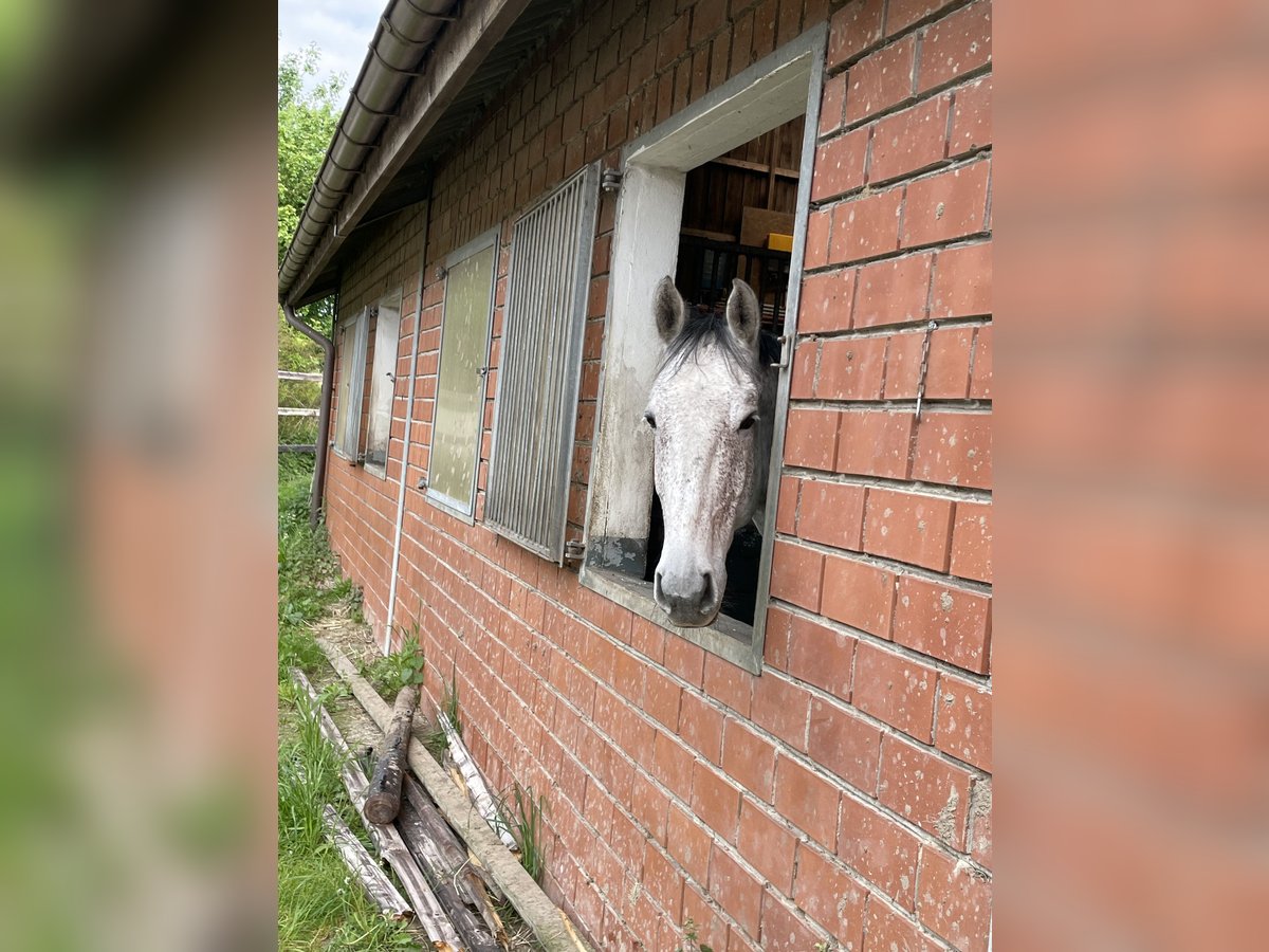 KWPN Caballo castrado 9 años 168 cm Tordo in Münster