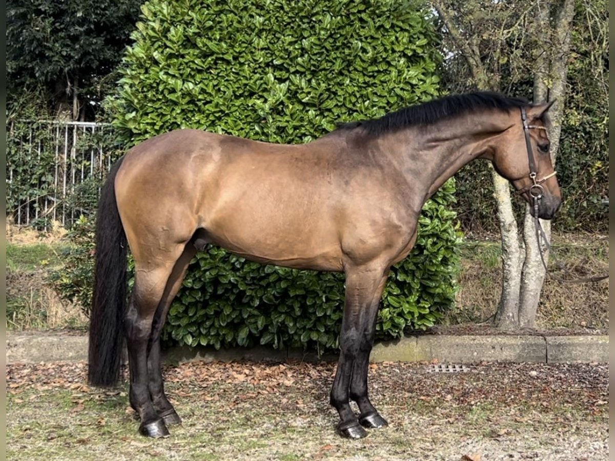 KWPN Caballo castrado 9 años 170 cm Castaño in Oud Gastel