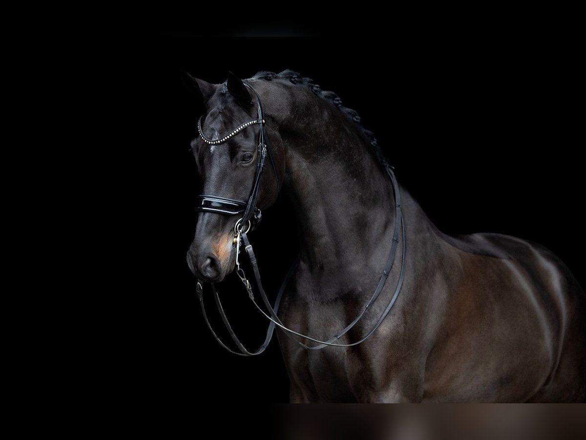 KWPN Caballo castrado 9 años 170 cm Castaño oscuro in Kwadijk