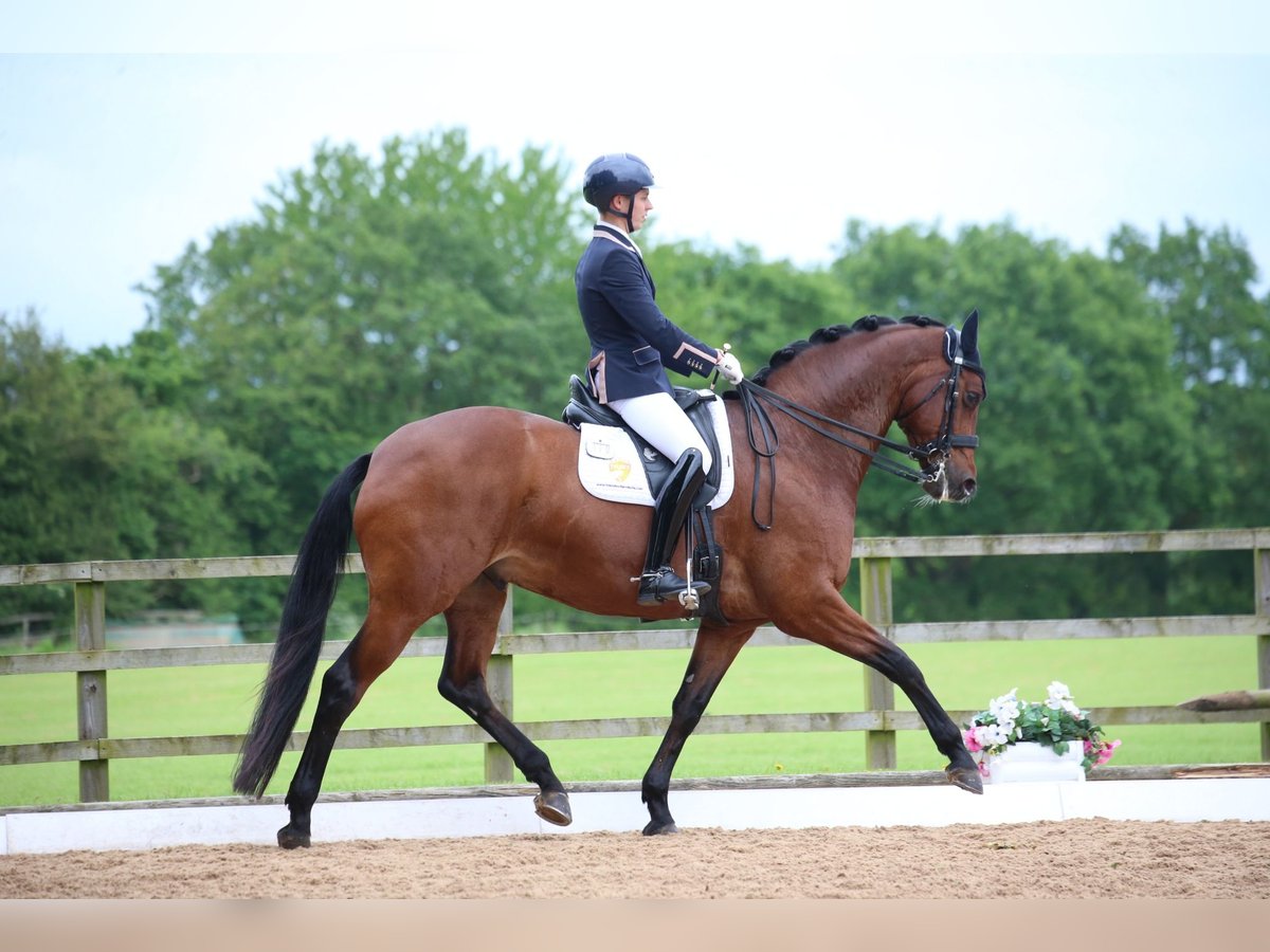 KWPN Caballo castrado 9 años 172 cm Castaño rojizo in Oxfordshire