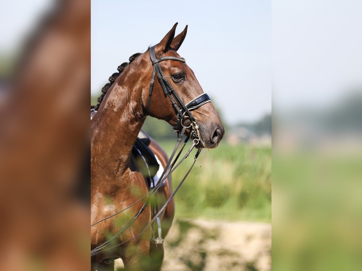 KWPN Caballo castrado 9 años 173 cm Alazán-tostado in Kronberg im Taunus