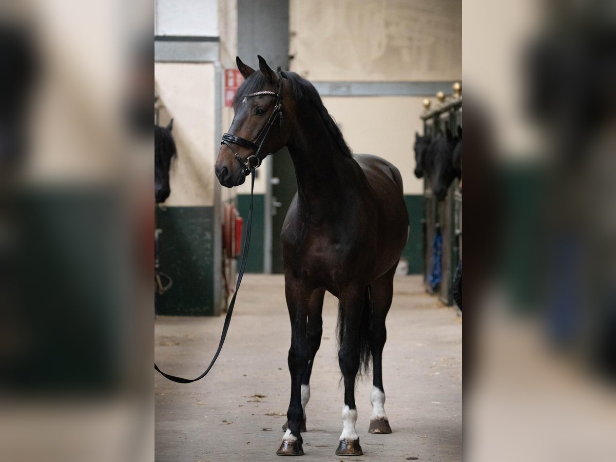 KWPN Caballo castrado 9 años 173 cm Castaño oscuro in Ouddorp