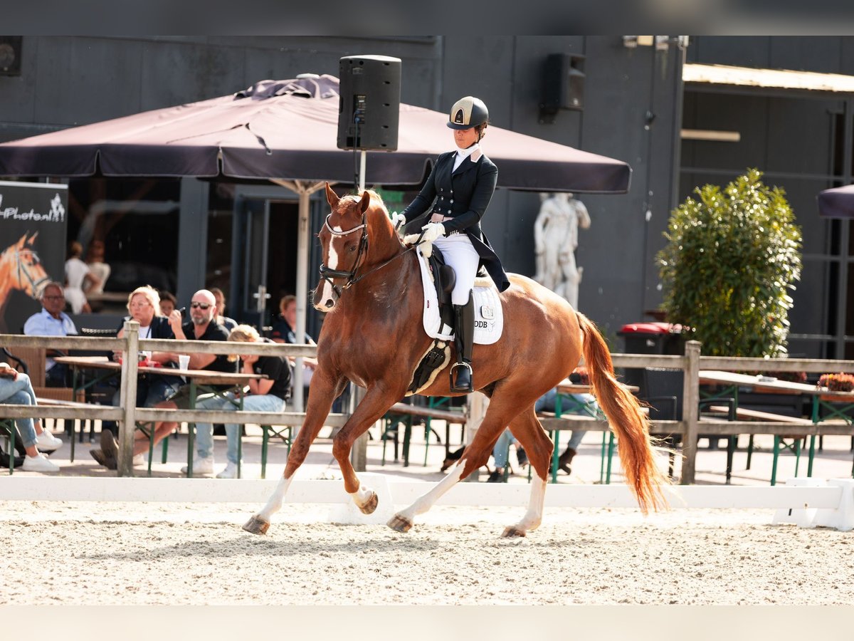 KWPN Caballo castrado 9 años 174 cm Alazán in Harlingen