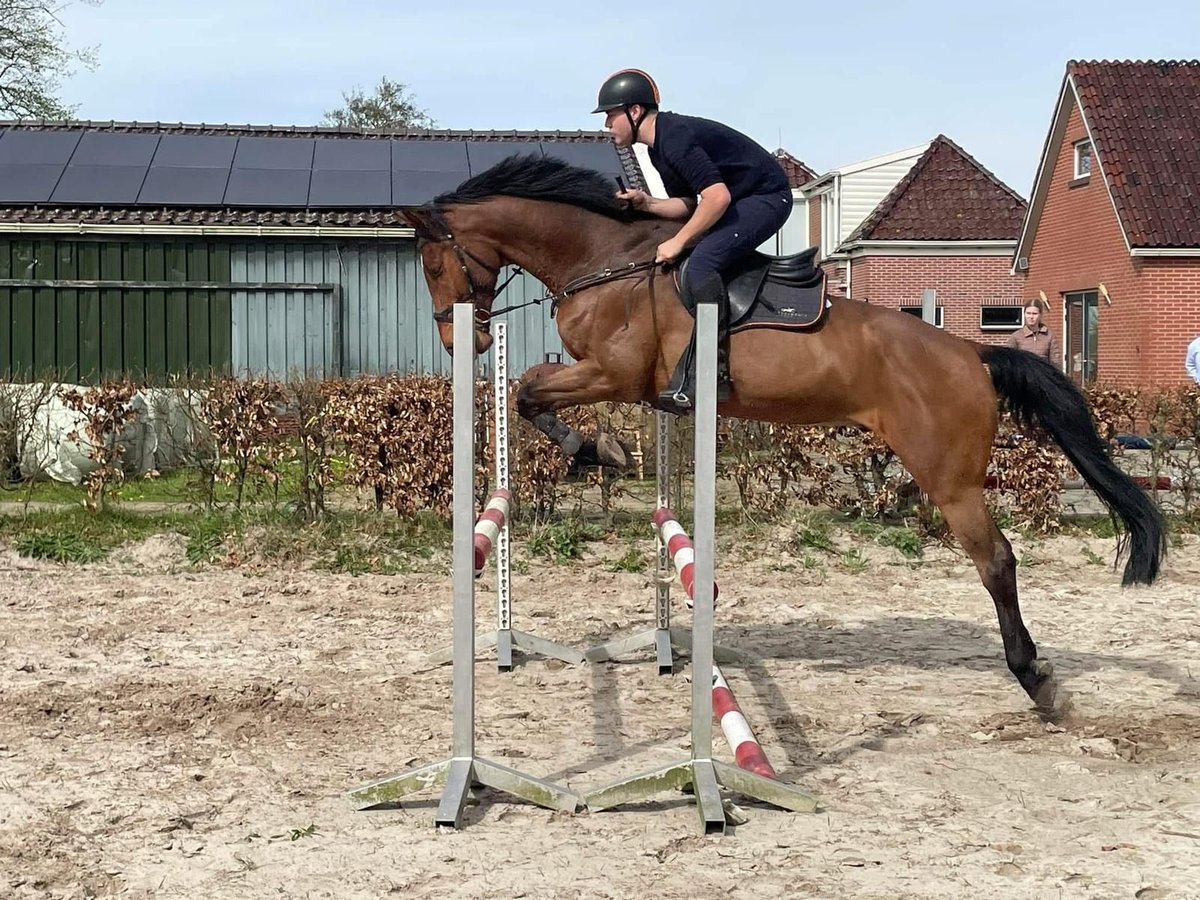 KWPN Caballo castrado 9 años 174 cm Castaño in Sappemeer