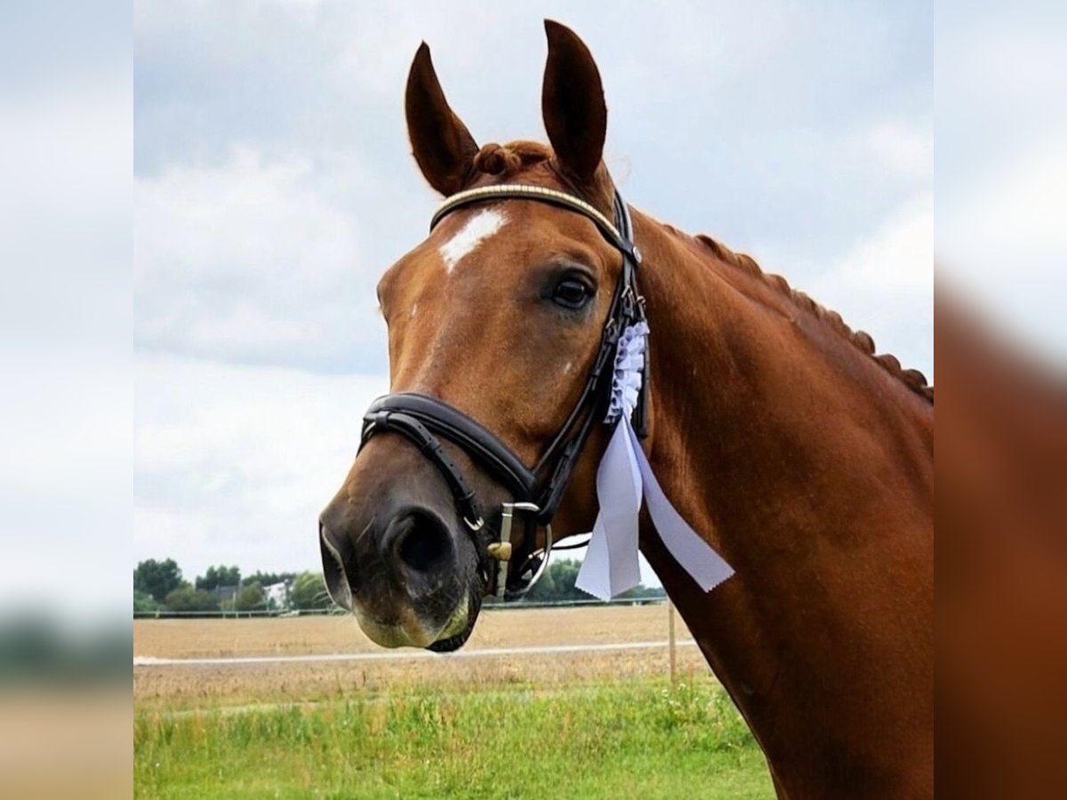 KWPN Caballo castrado 9 años 175 cm Alazán in Weesow