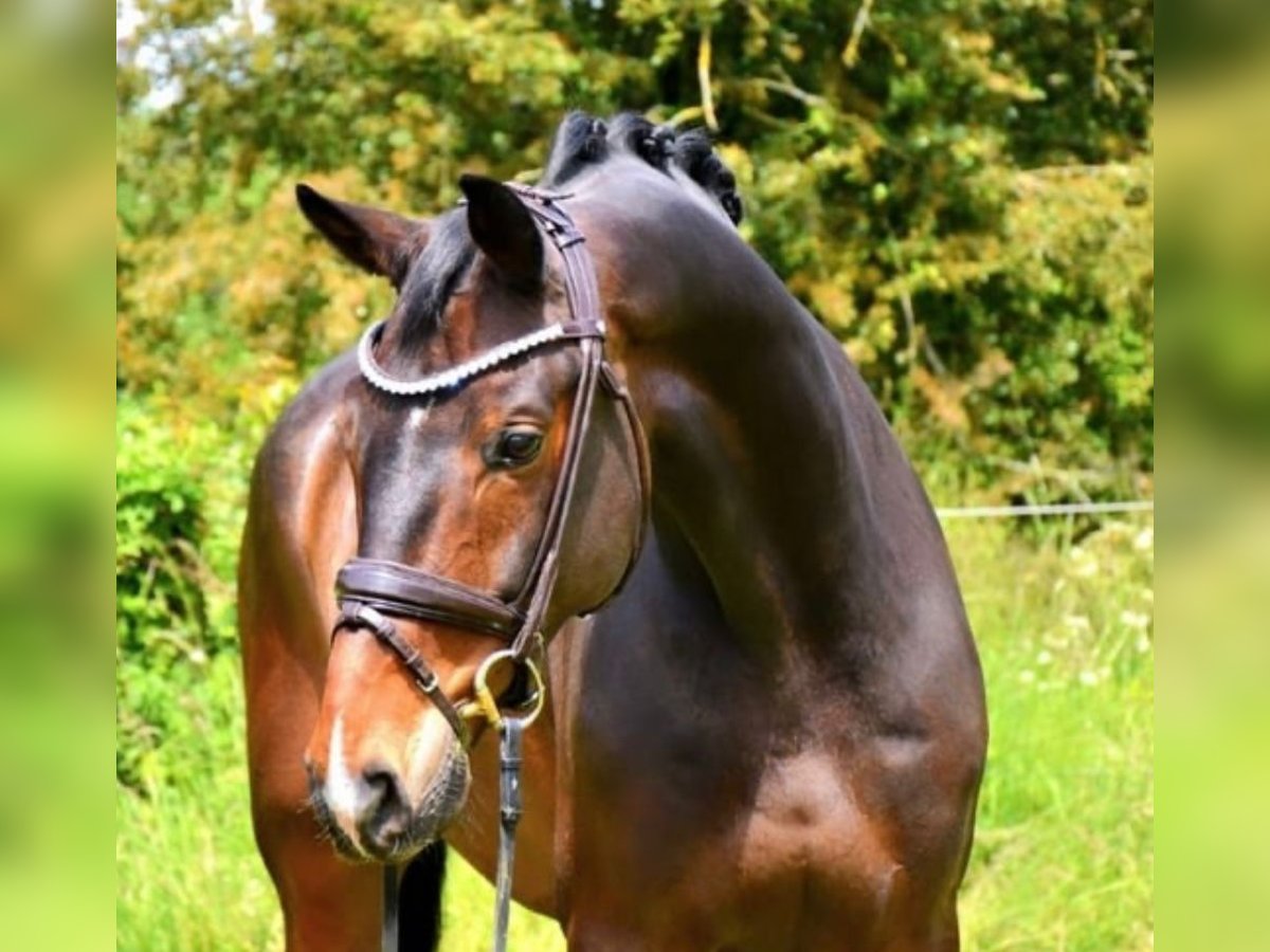 KWPN Caballo castrado 9 años 177 cm Castaño oscuro in Gummern