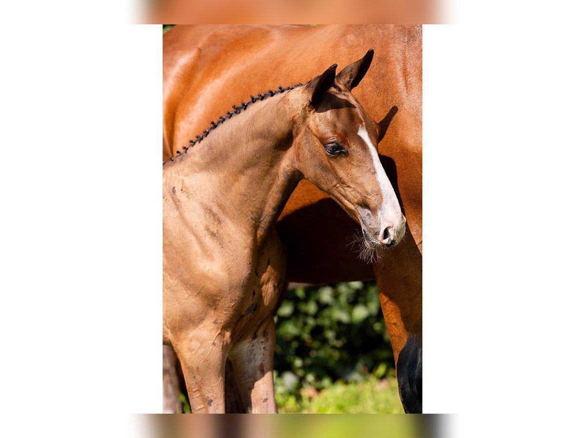 KWPN Caballo castrado Potro (07/2025) in Heerde