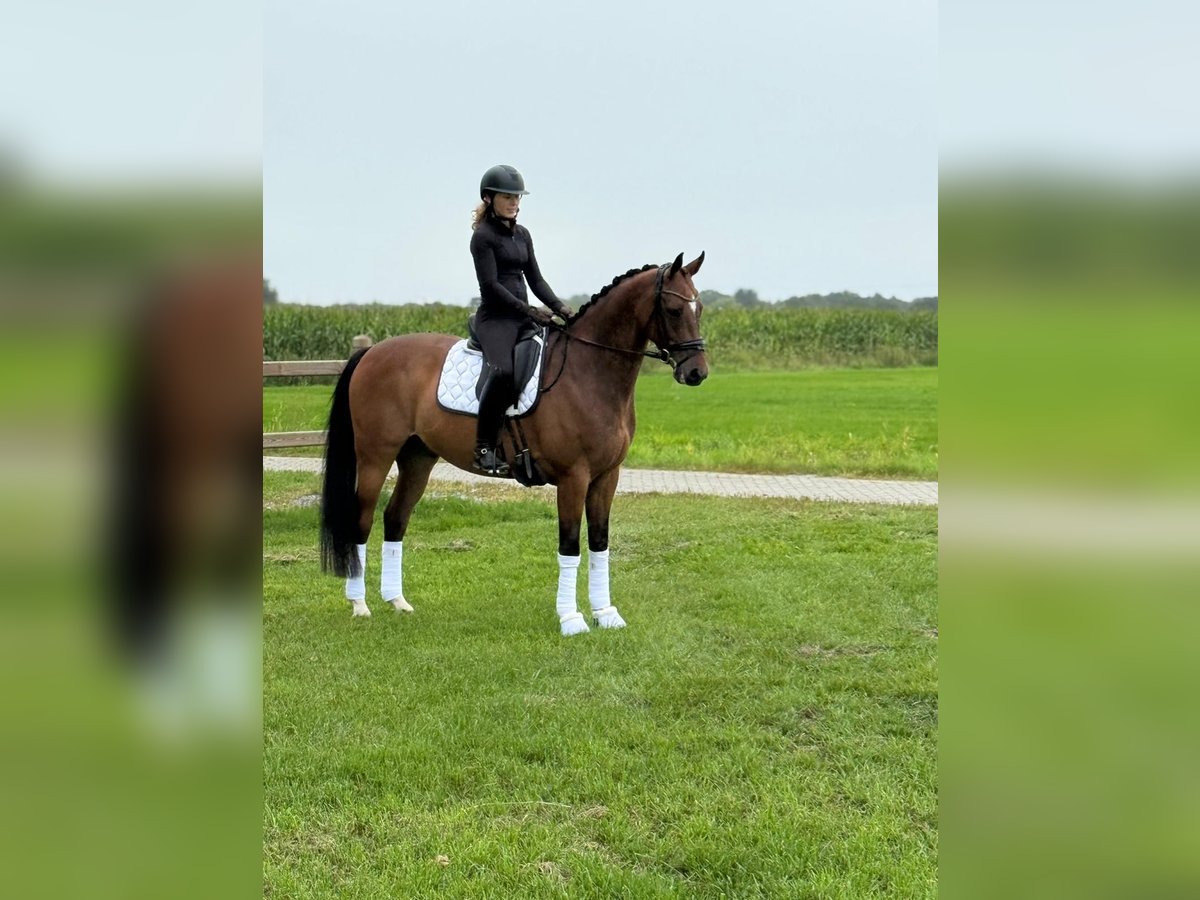 KWPN Castrone 10 Anni 165 cm Baio in Achterveld