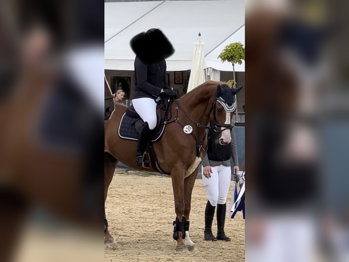 KWPN Castrone 10 Anni 167 cm Sauro in Freystadt