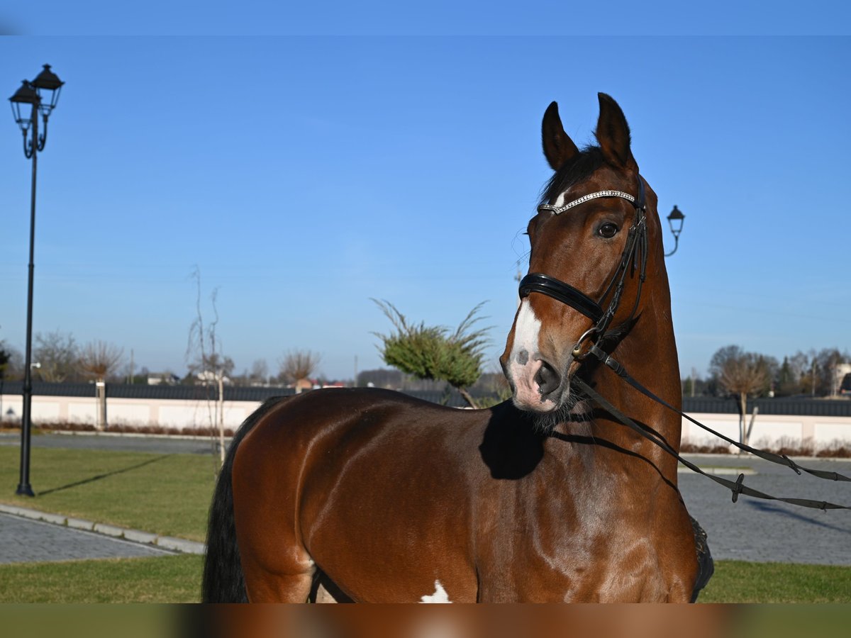 KWPN Castrone 10 Anni 168 cm Baio ciliegia in Jeżów