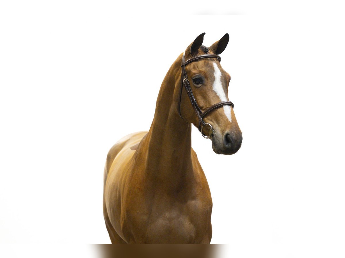 KWPN Castrone 10 Anni 168 cm Baio scuro in Waddinxveen