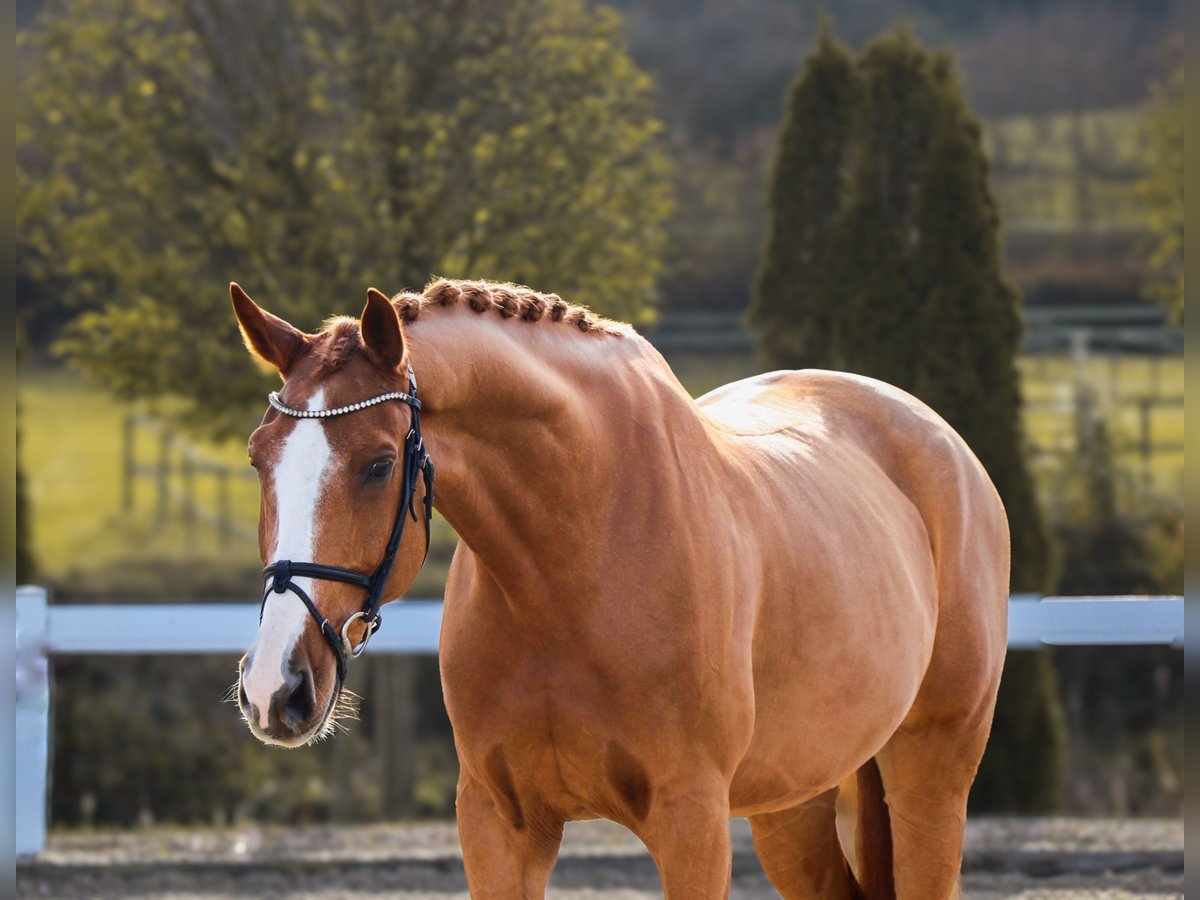 KWPN Castrone 10 Anni 171 cm Sauro in Schw&#xE4;bisch Hall