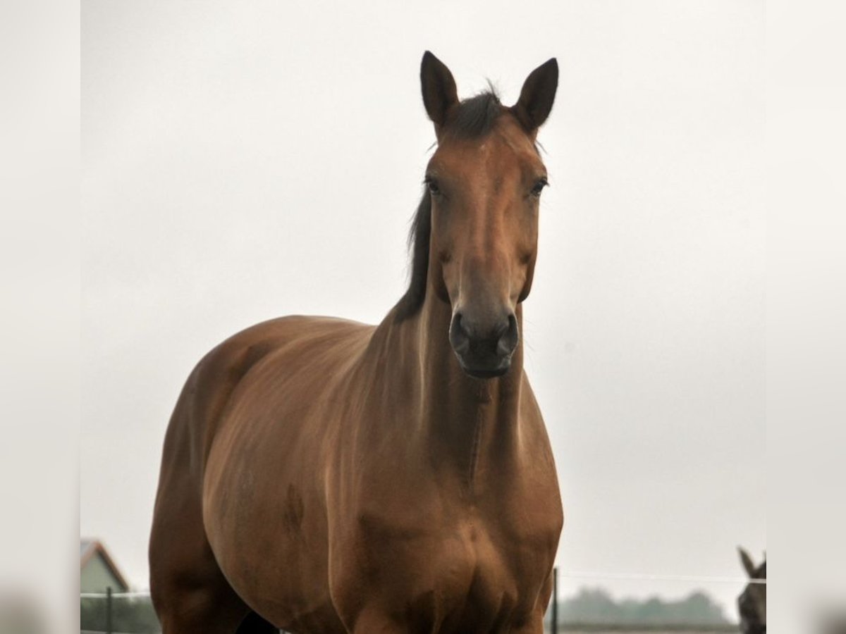 KWPN Castrone 10 Anni 175 cm Baio chiaro in Nürnberg