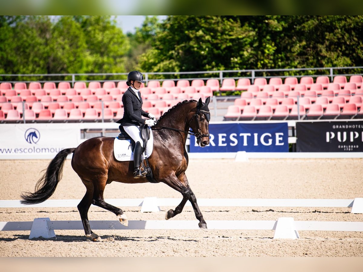 KWPN Castrone 10 Anni 179 cm Baio scuro in Eindhoven