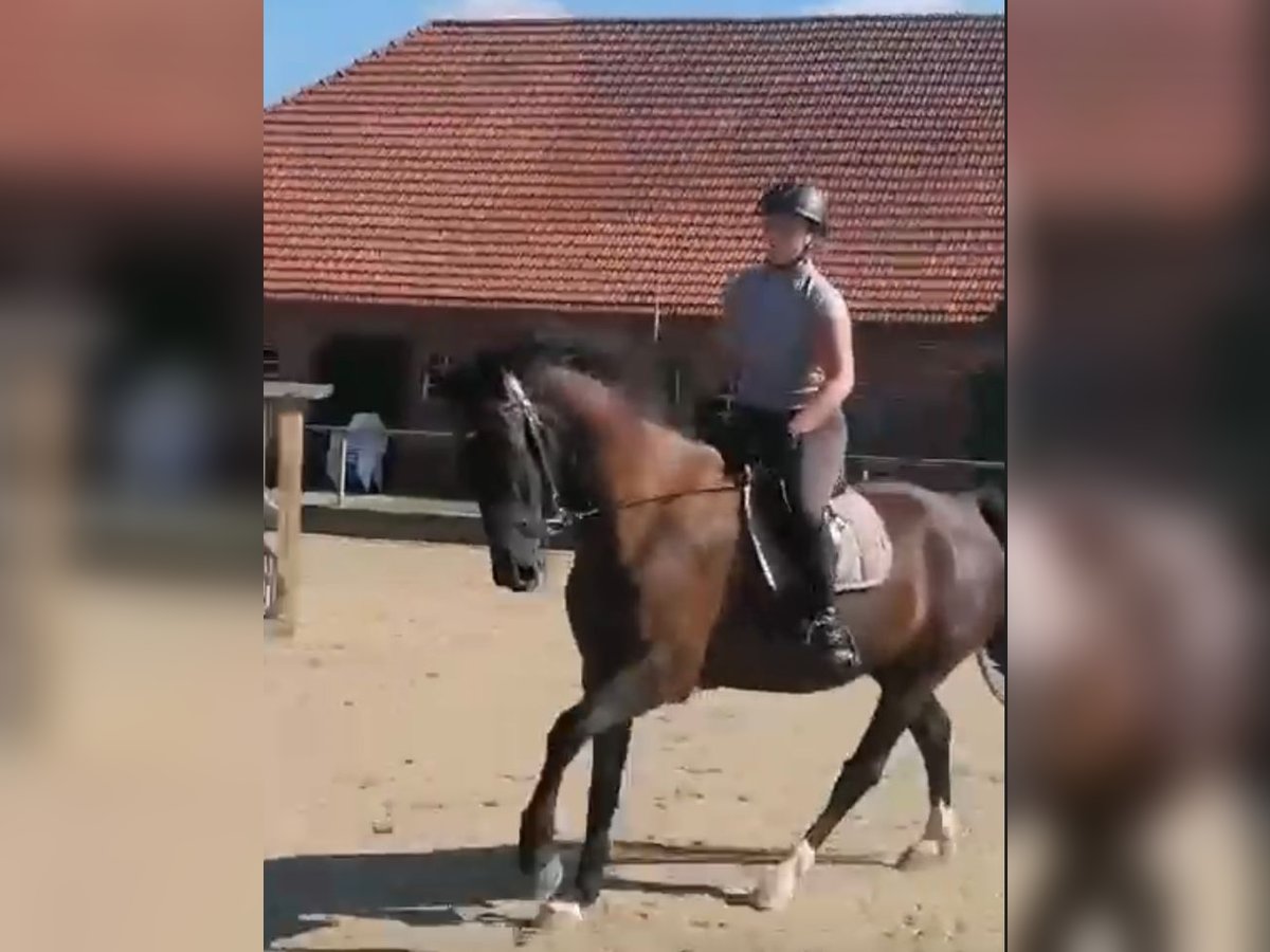 KWPN Castrone 11 Anni 165 cm Morello in Ahaus