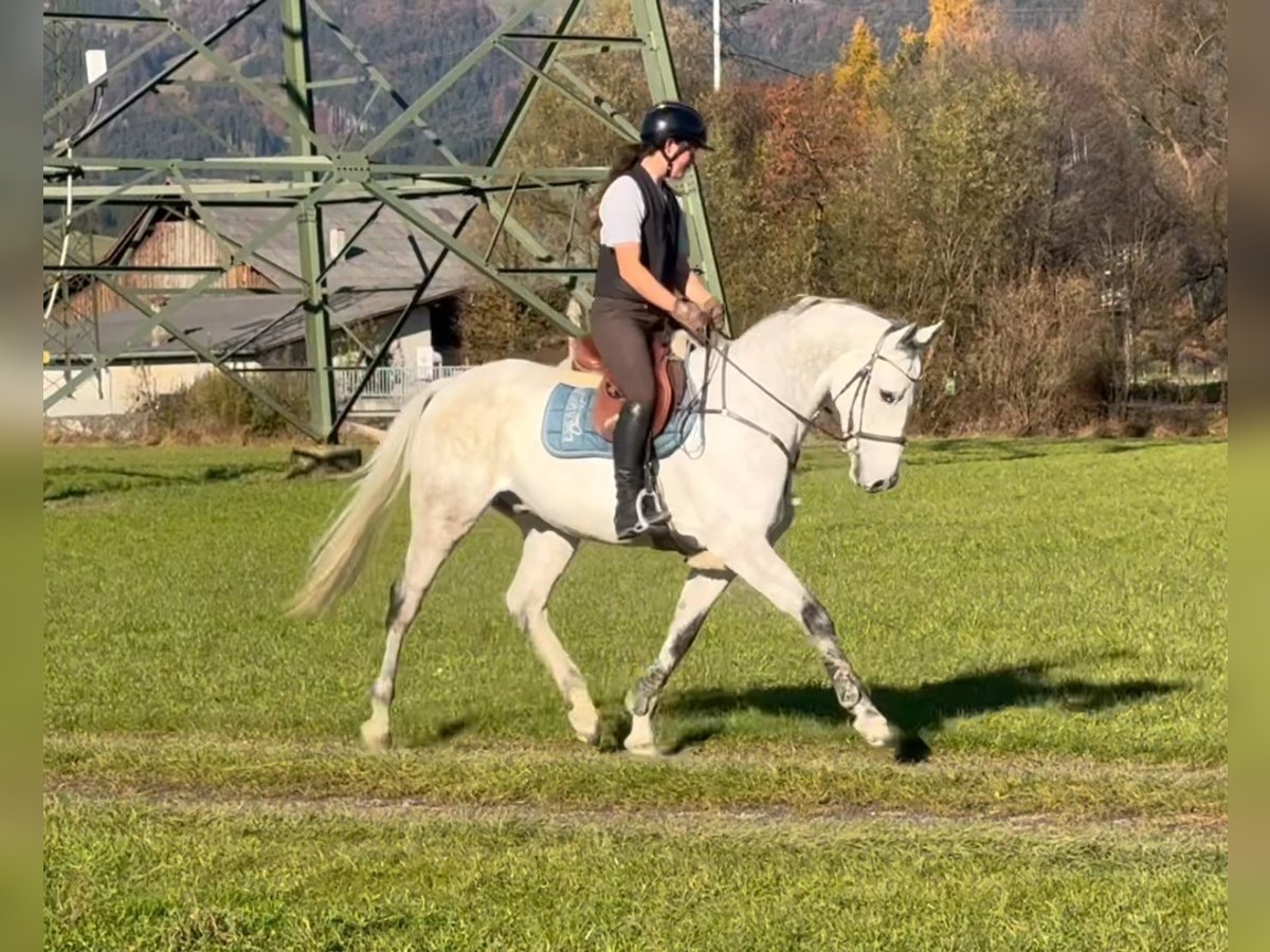 KWPN Castrone 11 Anni 167 cm Grigio in Schlins