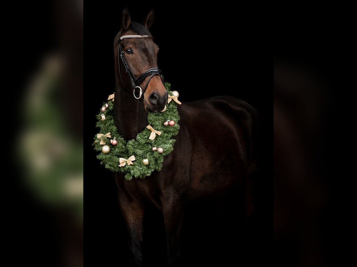 KWPN Castrone 11 Anni 178 cm Baio scuro in Zevenhoven
