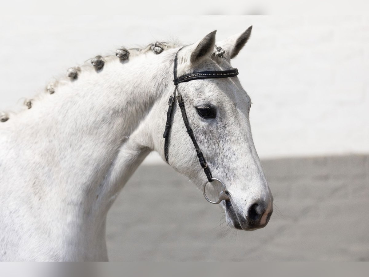 KWPN Castrone 12 Anni 158 cm Bianco in Heerde