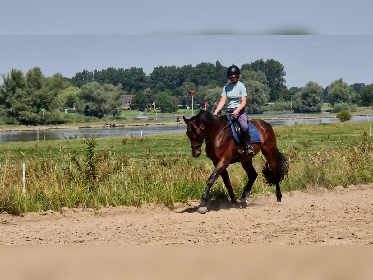 KWPN Castrone 13 Anni 167 cm Baio scuro in Diepenveen