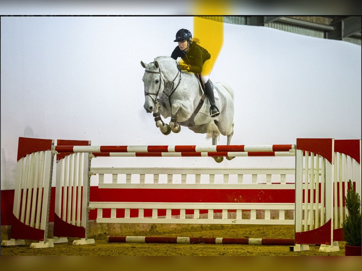 KWPN Castrone 13 Anni 171 cm Grigio in Kleßen-Görne