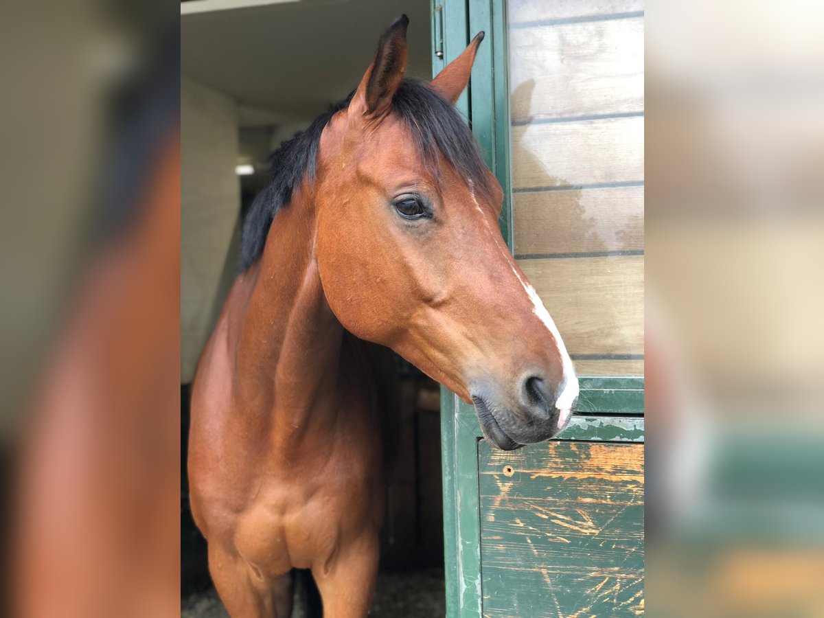 KWPN Castrone 14 Anni 170 cm Baio in Ortschwaben