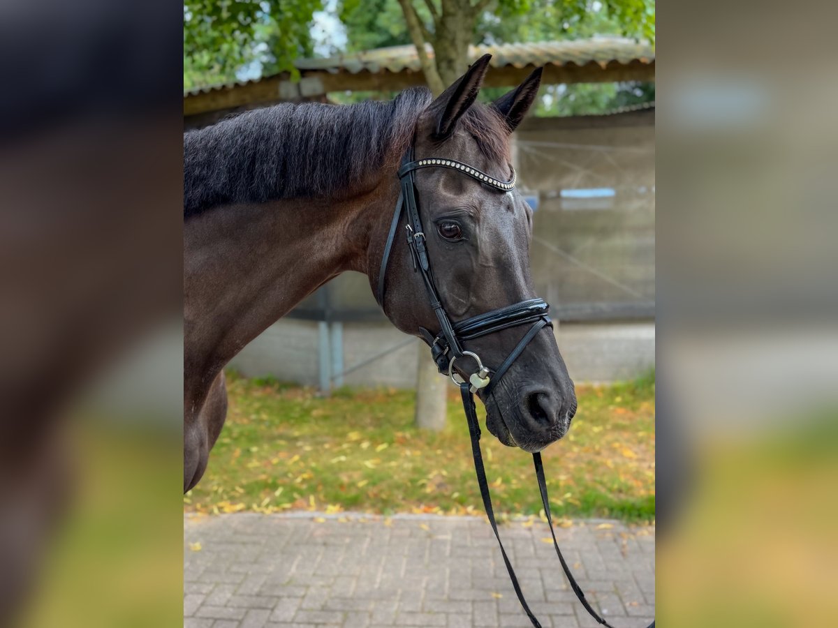 KWPN Castrone 14 Anni 170 cm Morello in Alkmaar
