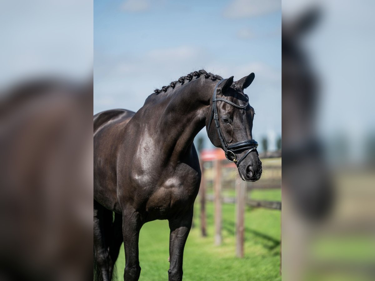 KWPN Castrone 14 Anni 170 cm Morello in Alkmaar