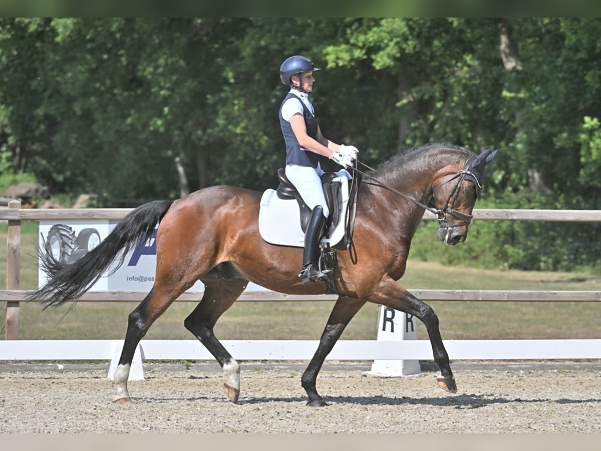 KWPN Castrone 14 Anni 173 cm Baio in Heeswijk-Dinther