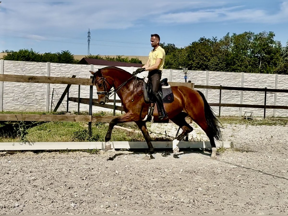 KWPN Castrone 14 Anni 173 cm Baio ciliegia in Nitra