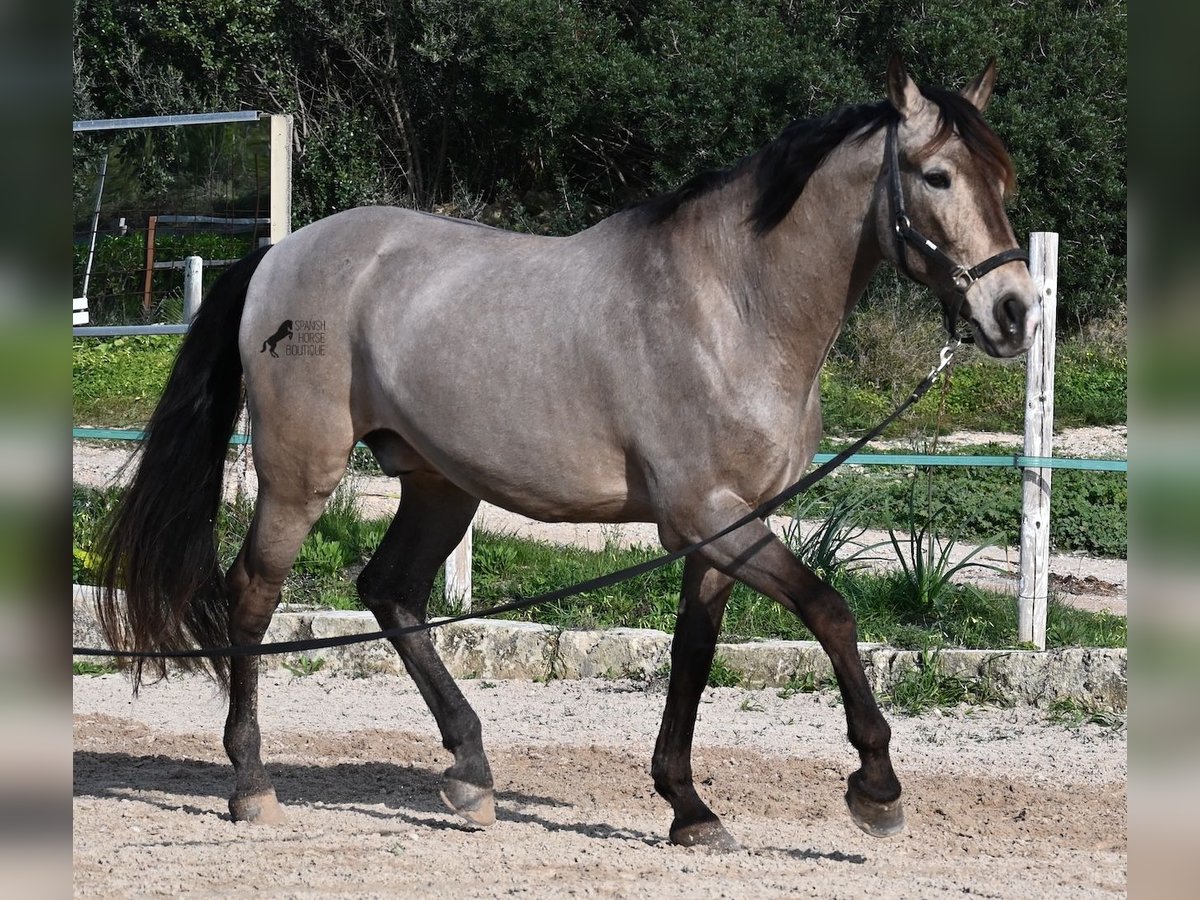 KWPN Mix Castrone 15 Anni 169 cm Falbo in Mallorca