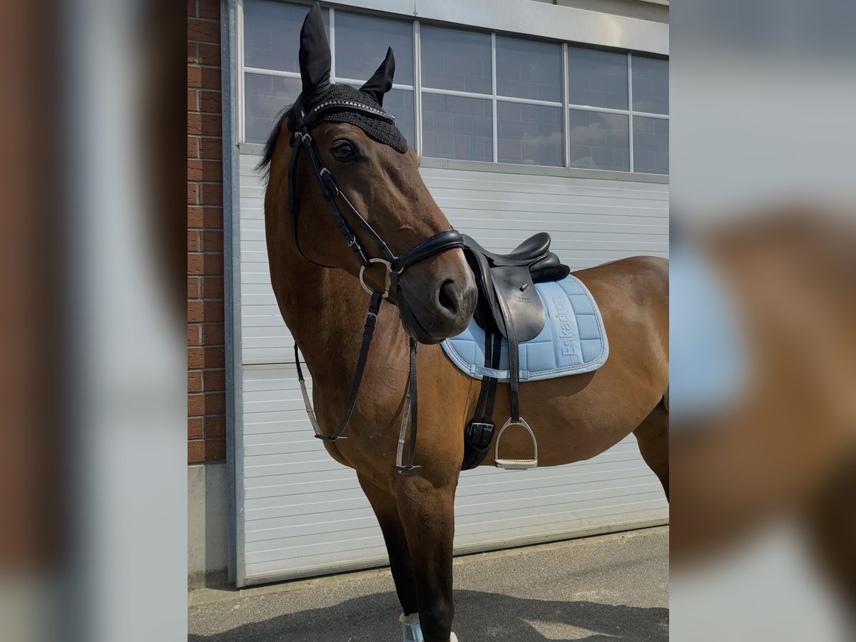 KWPN Castrone 15 Anni 174 cm Baio in Krefeld