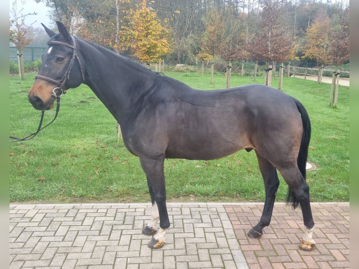 KWPN Castrone 16 Anni 164 cm Baio in Wettrup