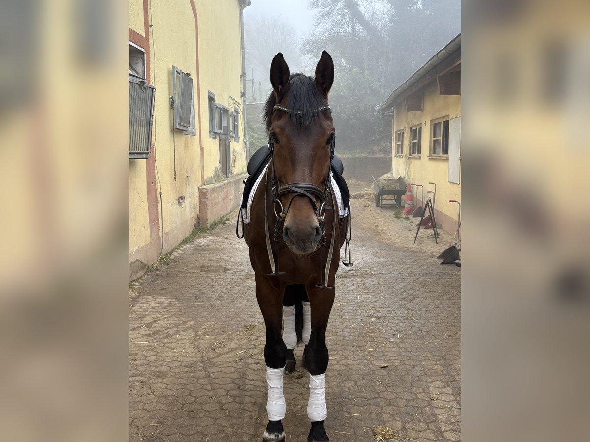 KWPN Castrone 16 Anni 173 cm Baio in Trier