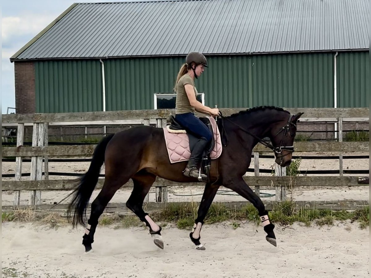 KWPN Castrone 18 Anni 167 cm Baio scuro in Barneveld