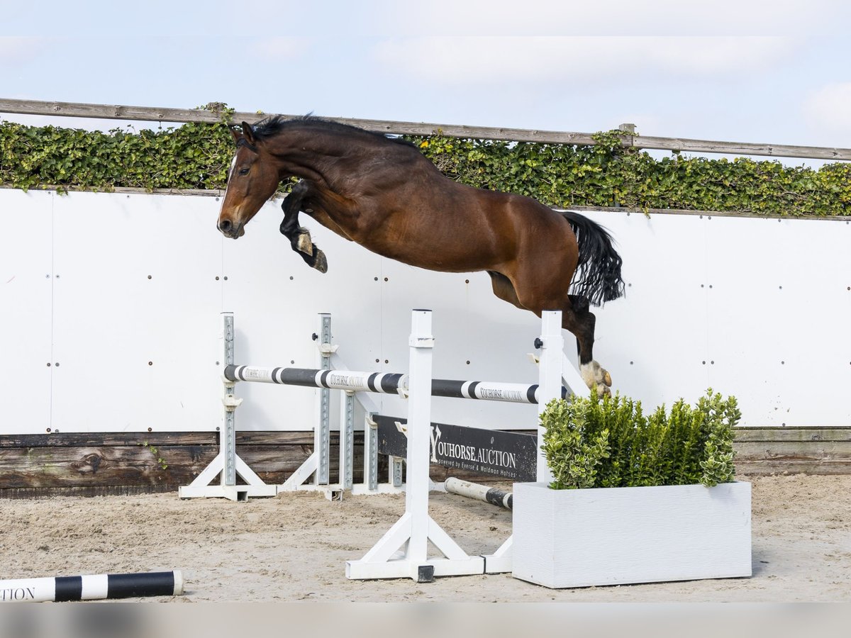KWPN Castrone 2 Anni 154 cm in Waddinxveen