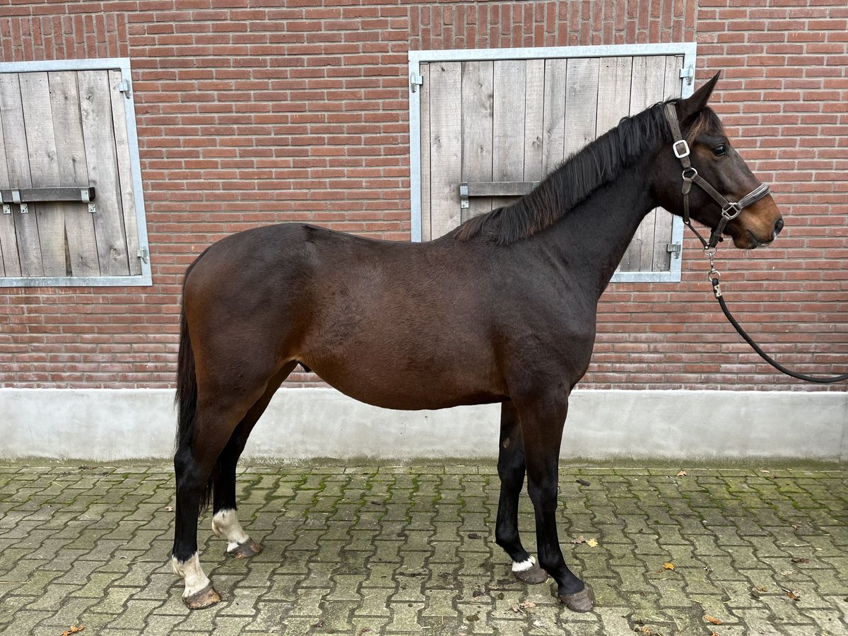 KWPN Castrone 2 Anni 161 cm Baio in Haaksbergen