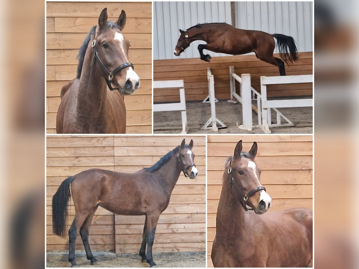 KWPN Castrone 2 Anni in Den Ham