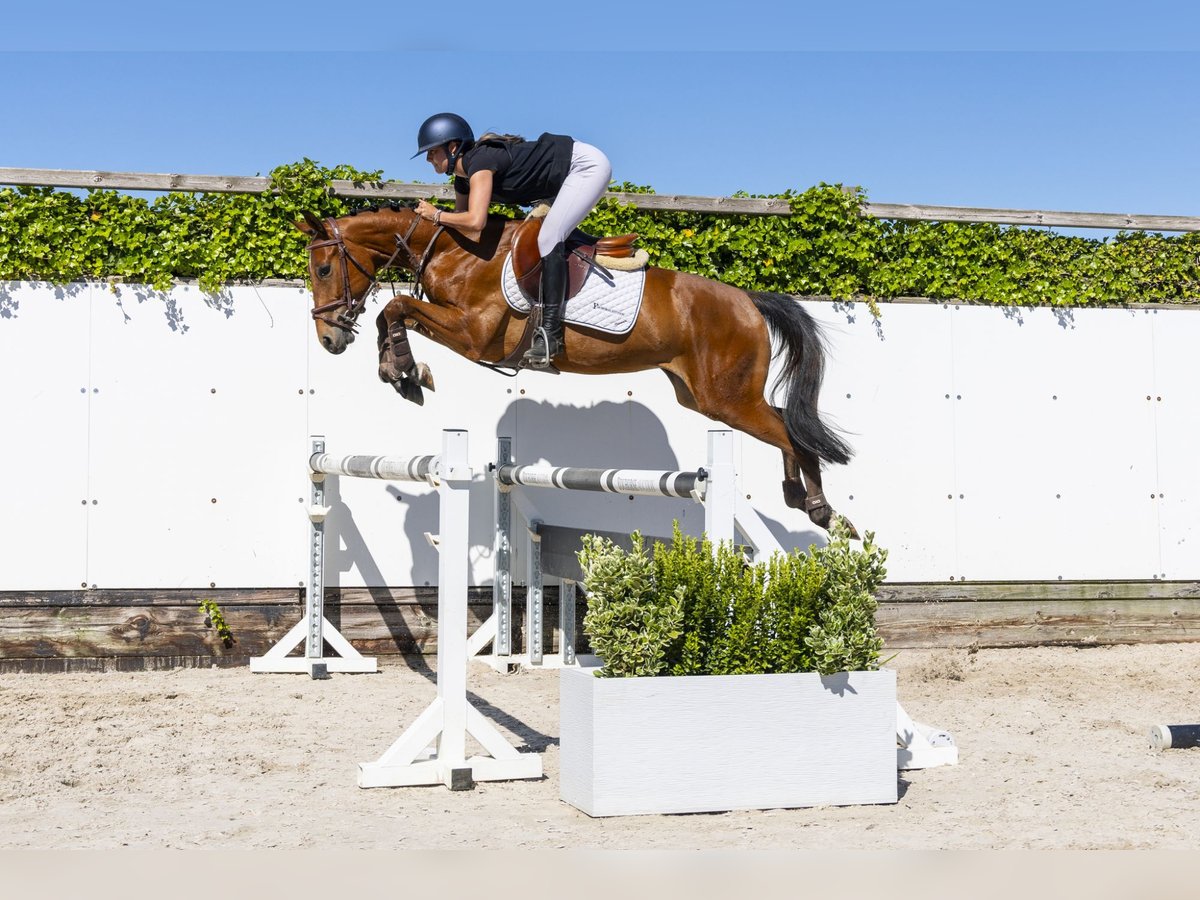 KWPN Castrone 3 Anni 154 cm Baio in Waddinxveen
