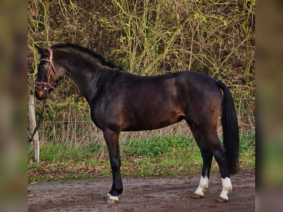 KWPN Castrone 3 Anni 160 cm Morello in Someren