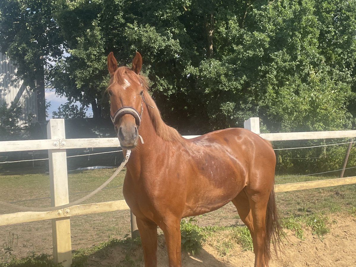 KWPN Castrone 3 Anni 162 cm Sauro in Dinkelscherben