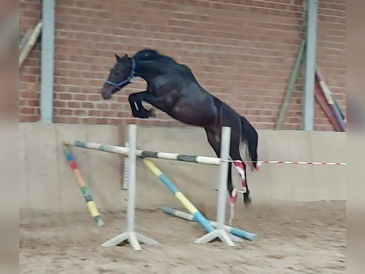 KWPN Castrone 3 Anni 163 cm Baio nero in Osterburken