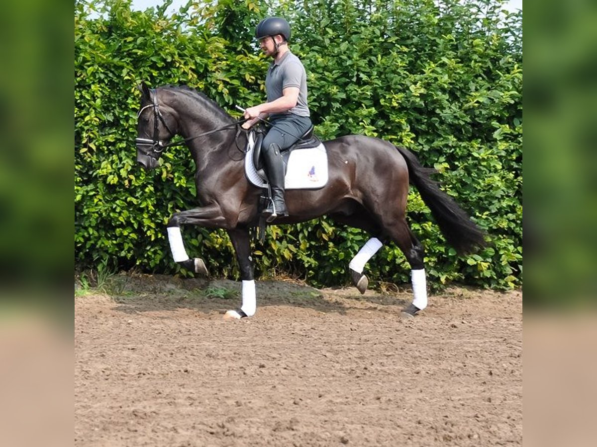 KWPN Castrone 3 Anni 163 cm Morello in Prinsenbeek