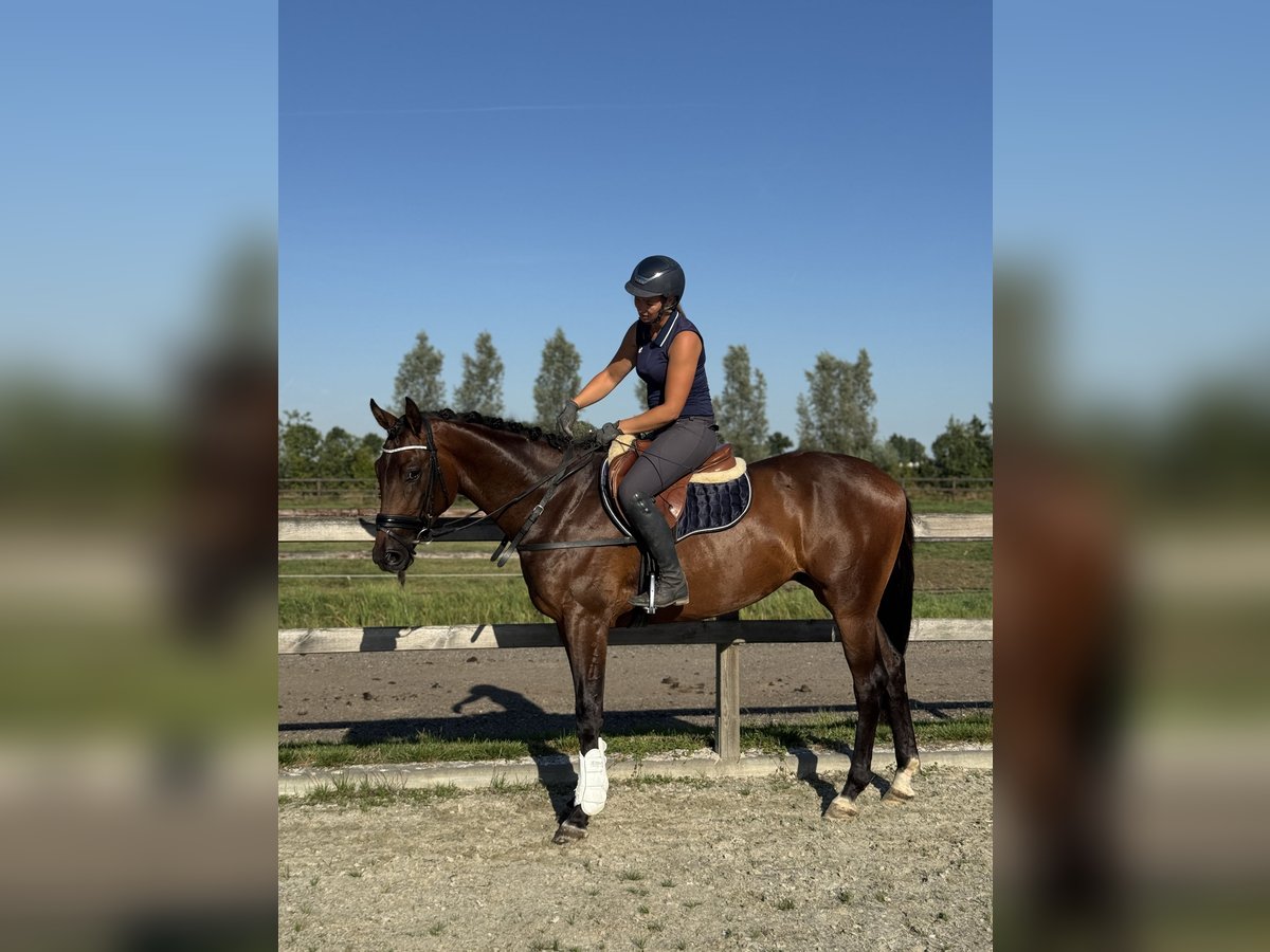 KWPN Castrone 3 Anni 164 cm in Brakel