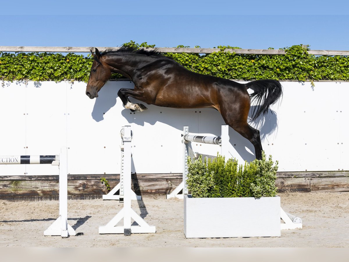KWPN Castrone 3 Anni 166 cm in Waddinxveen